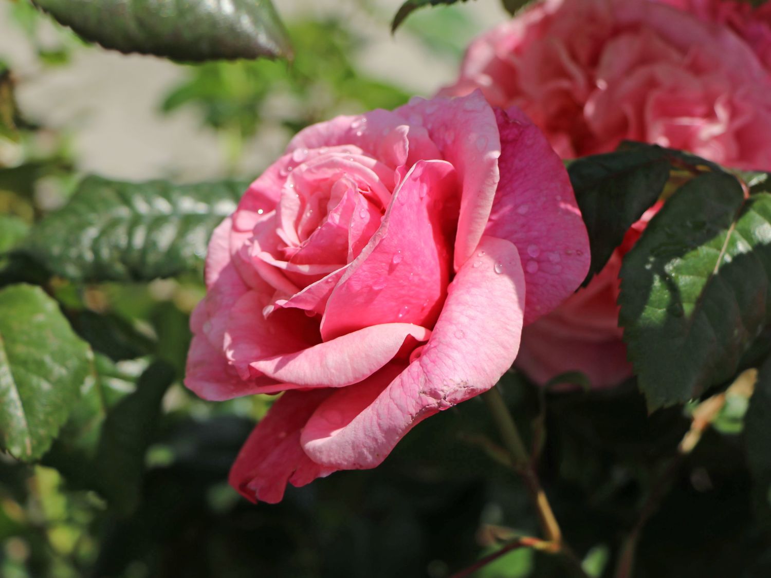Nostalgie®-Edelrose 'Wildberry' ® - Rosa Nostalgie® 'Wildberry' ®