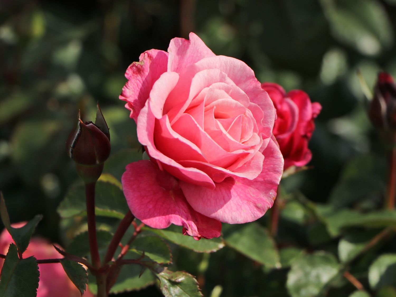 Nostalgie®-Edelrose 'Wildberry' ® - Rosa Nostalgie® 'Wildberry' ®