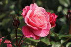 Nostalgie®-Edelrose 'Wildberry' ® - Rosa Nostalgie® 'Wildberry' ®