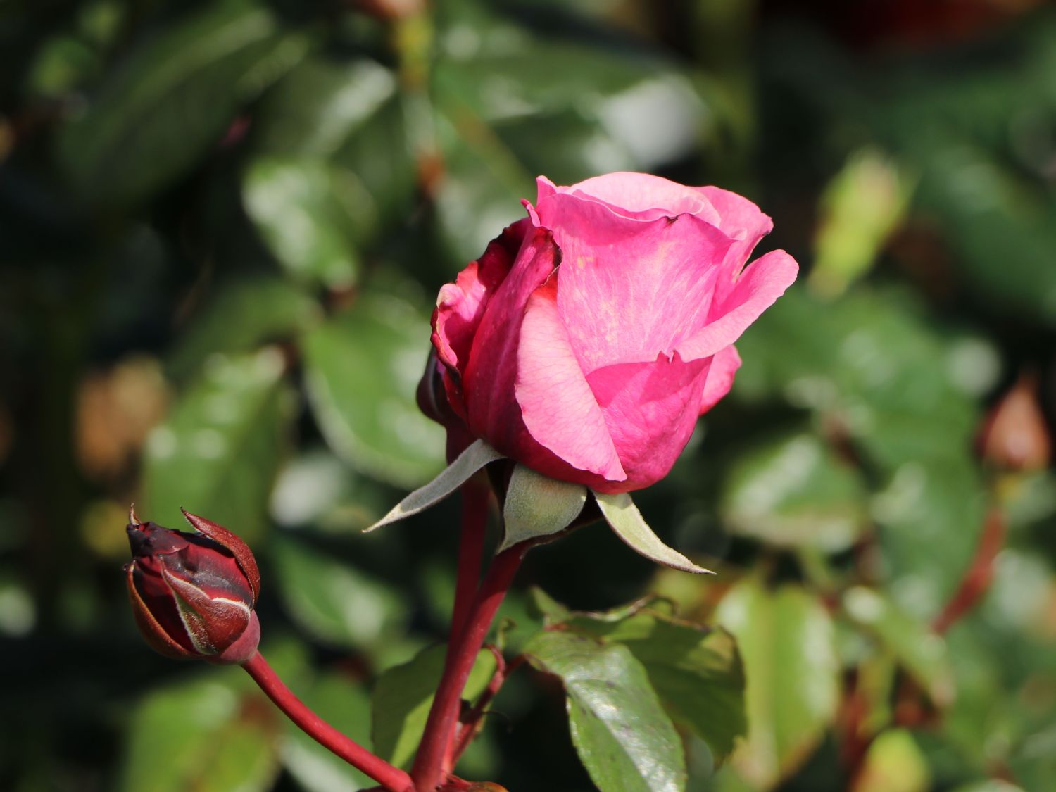 Nostalgie®-Edelrose 'Wildberry' ® - Rosa Nostalgie® 'Wildberry' ®