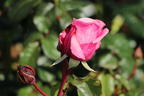 Nostalgie®-Edelrose 'Wildberry' ® - Rosa Nostalgie® 'Wildberry' ®