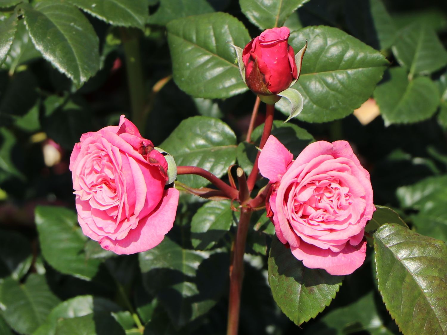Nostalgie®-Edelrose 'Wildberry' ® - Rosa Nostalgie® 'Wildberry' ®