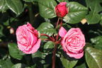 Nostalgie®-Edelrose 'Wildberry' ® - Rosa Nostalgie® 'Wildberry' ®