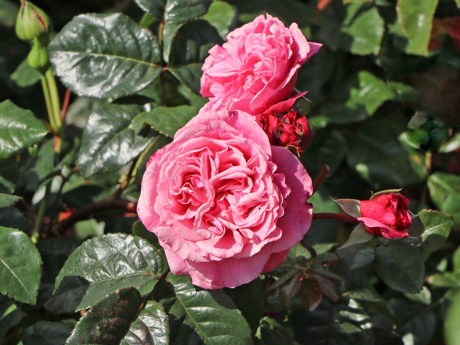 Nostalgie®-Edelrose 'Wildberry' ® - Rosa Nostalgie® 'Wildberry' ®