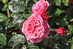 Nostalgie®-Edelrose 'Wildberry' ® - Rosa Nostalgie® 'Wildberry' ®