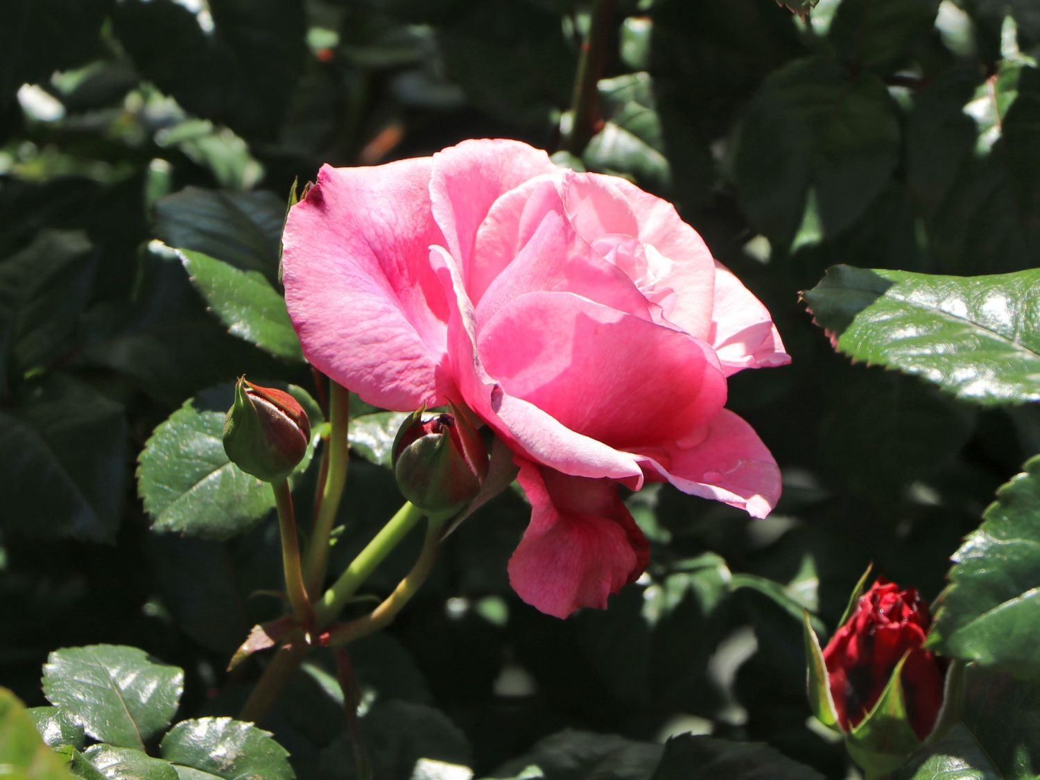 Nostalgie®-Edelrose 'Wildberry' ® - Rosa Nostalgie® 'Wildberry' ®