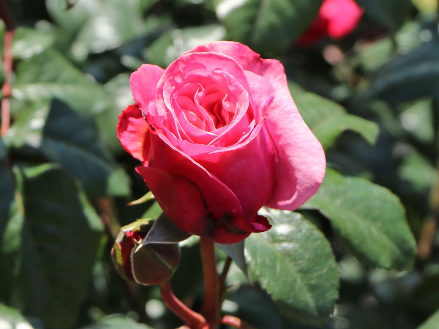 Nostalgie®-Edelrose 'Wildberry' ® - Rosa Nostalgie® 'Wildberry' ®