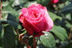 Nostalgie®-Edelrose 'Wildberry' ® - Rosa Nostalgie® 'Wildberry' ®