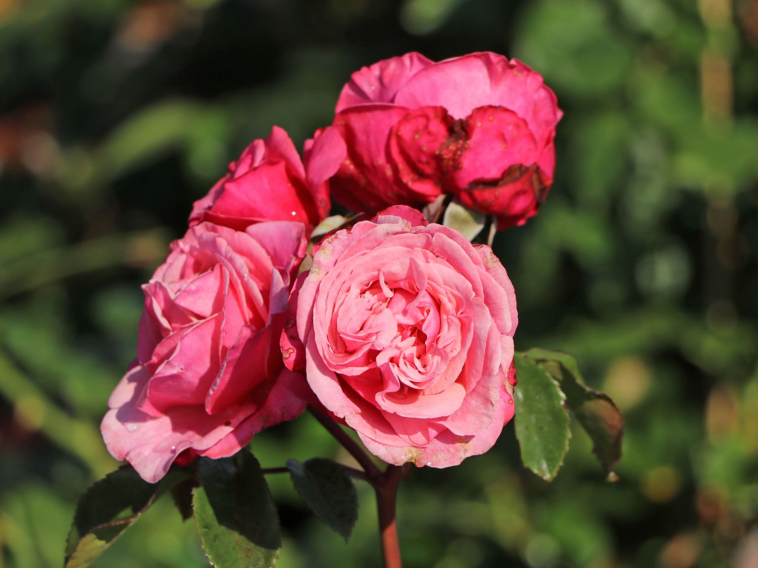 Nostalgie®-Edelrose 'Wildberry' ® - Rosa Nostalgie® 'Wildberry' ®