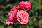 Nostalgie®-Edelrose 'Wildberry' ® - Rosa Nostalgie® 'Wildberry' ®