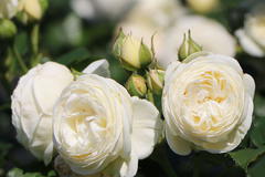 Nostalgie®-Strauchrose 'Artemis' ®