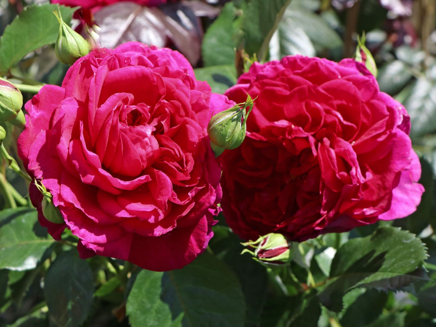 Nostalgie®-Strauchrose 'Soul' ®