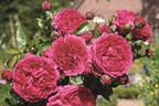 Nostalgie®-Strauchrose 'Soul' ® - Rosa 'Soul' ® ADR-Rose