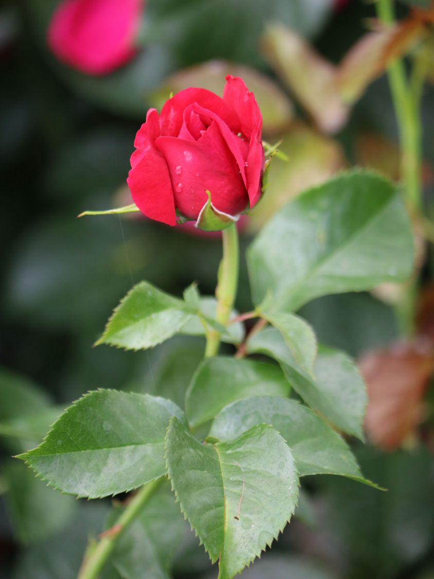 Nostalgie®-Strauchrose 'Soul' ® - Rosa 'Soul' ® ADR-Rose