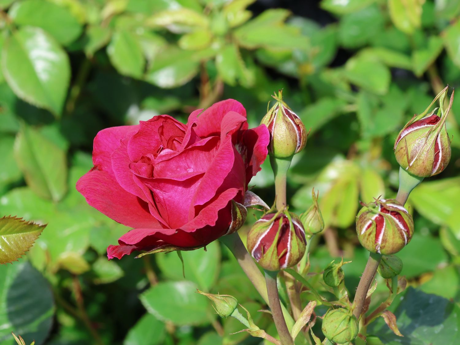 Nostalgie®-Strauchrose 'Soul' ® - Rosa 'Soul' ® ADR-Rose