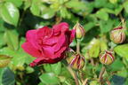 Nostalgie®-Strauchrose 'Soul' ® - Rosa 'Soul' ® ADR-Rose