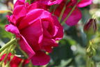 Nostalgie®-Strauchrose 'Soul' ® - Rosa 'Soul' ® ADR-Rose