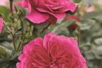 Nostalgie®-Strauchrose 'Soul' ® - Rosa 'Soul' ® ADR-Rose