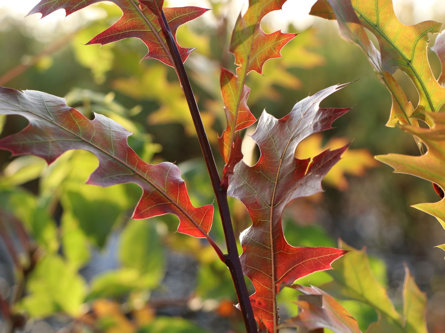 Nuttall-Eiche / Texas-Eiche 'New Madrid'