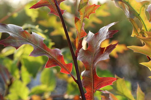 Nuttall-Eiche / Texas-Eiche 'New Madrid' - Quercus texana 'New Madrid'