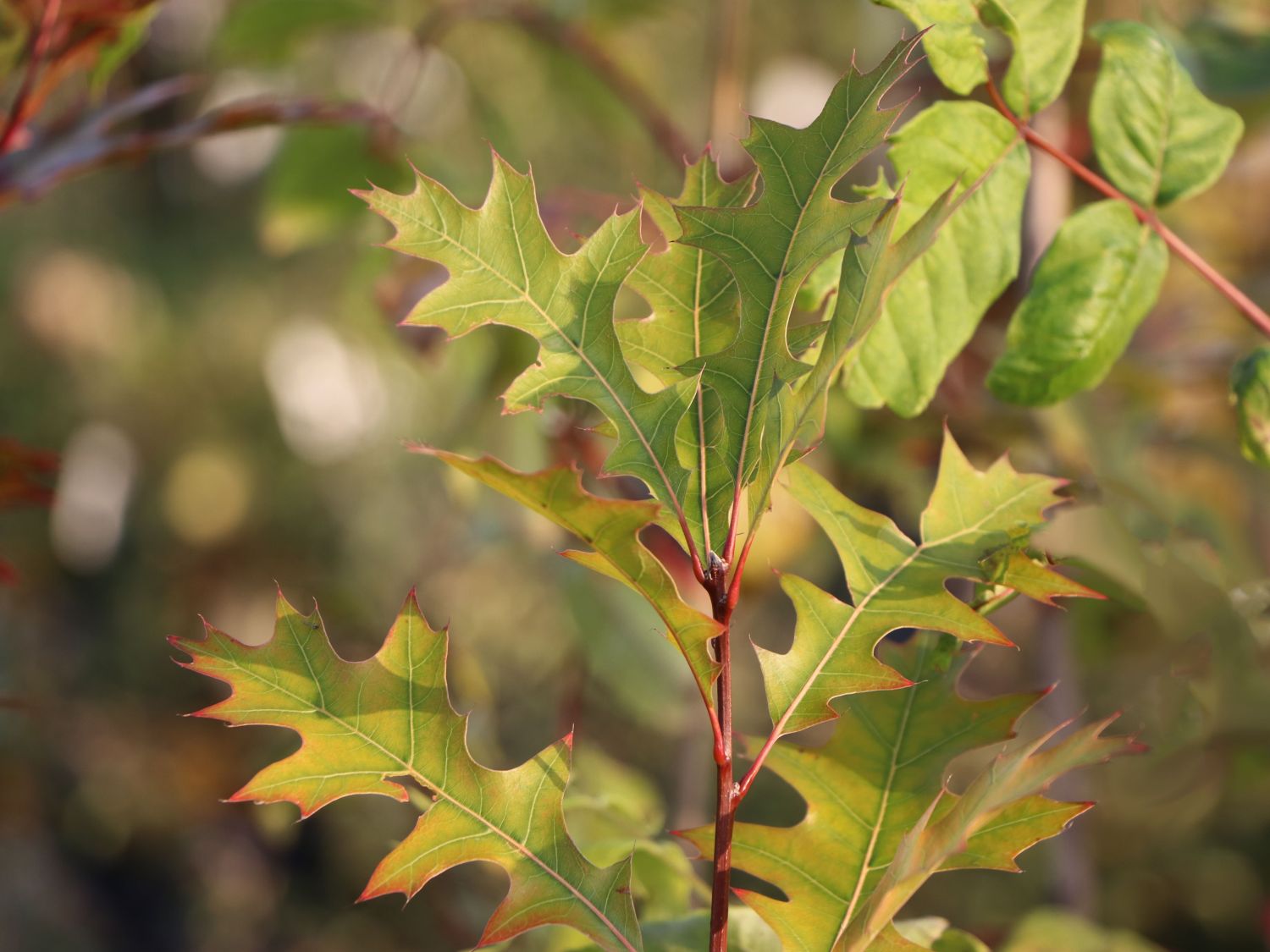 Nuttall-Eiche / Texas-Eiche 'New Madrid' - Quercus texana 'New Madrid'
