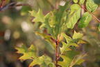 Nuttall-Eiche / Texas-Eiche 'New Madrid' - Quercus texana 'New Madrid'