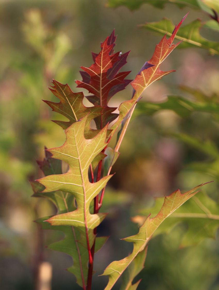 Nuttall-Eiche / Texas-Eiche 'New Madrid' - Quercus texana 'New Madrid'