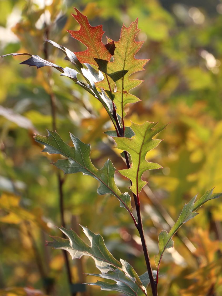 Nuttall-Eiche / Texas-Eiche 'New Madrid' - Quercus texana 'New Madrid'