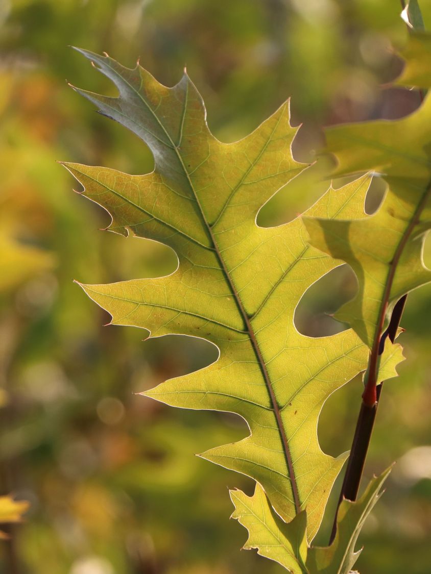 Nuttall-Eiche / Texas-Eiche 'New Madrid' - Quercus texana 'New Madrid'