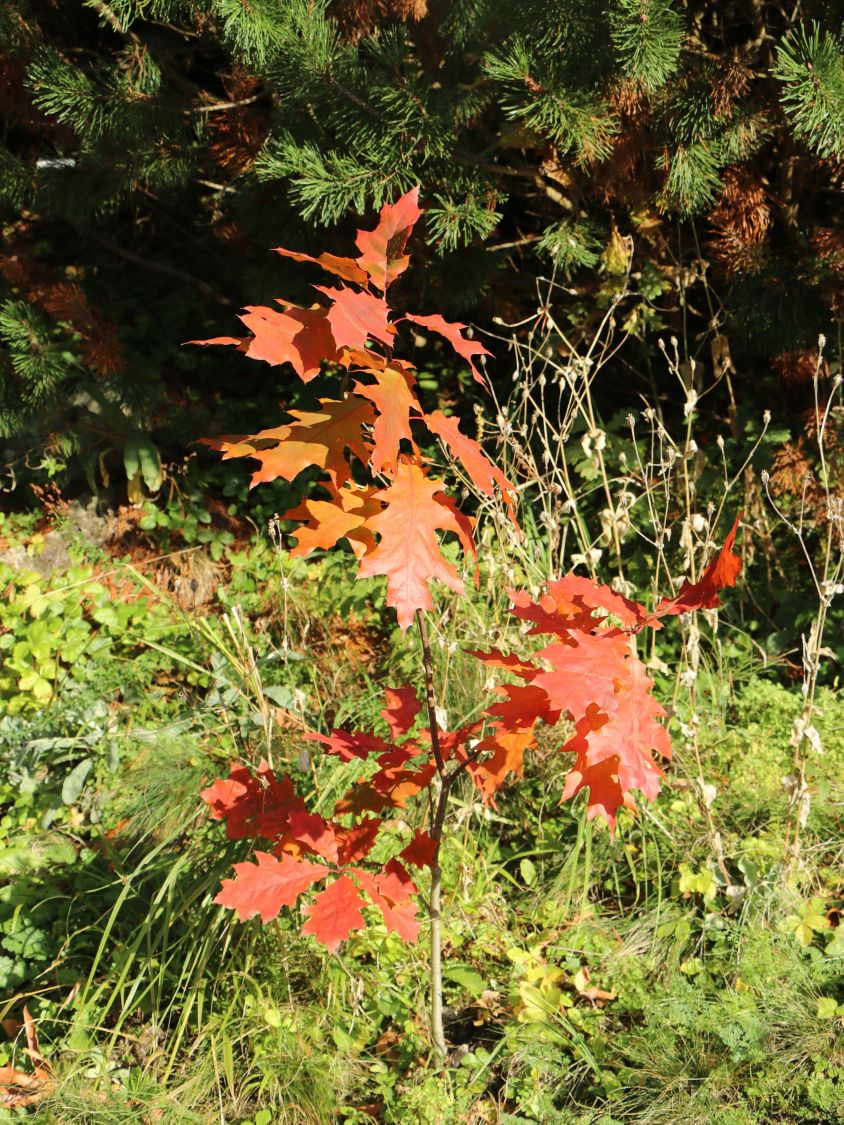Nuttall-Eiche / Texas-Eiche 'New Madrid' - Quercus texana 'New Madrid'
