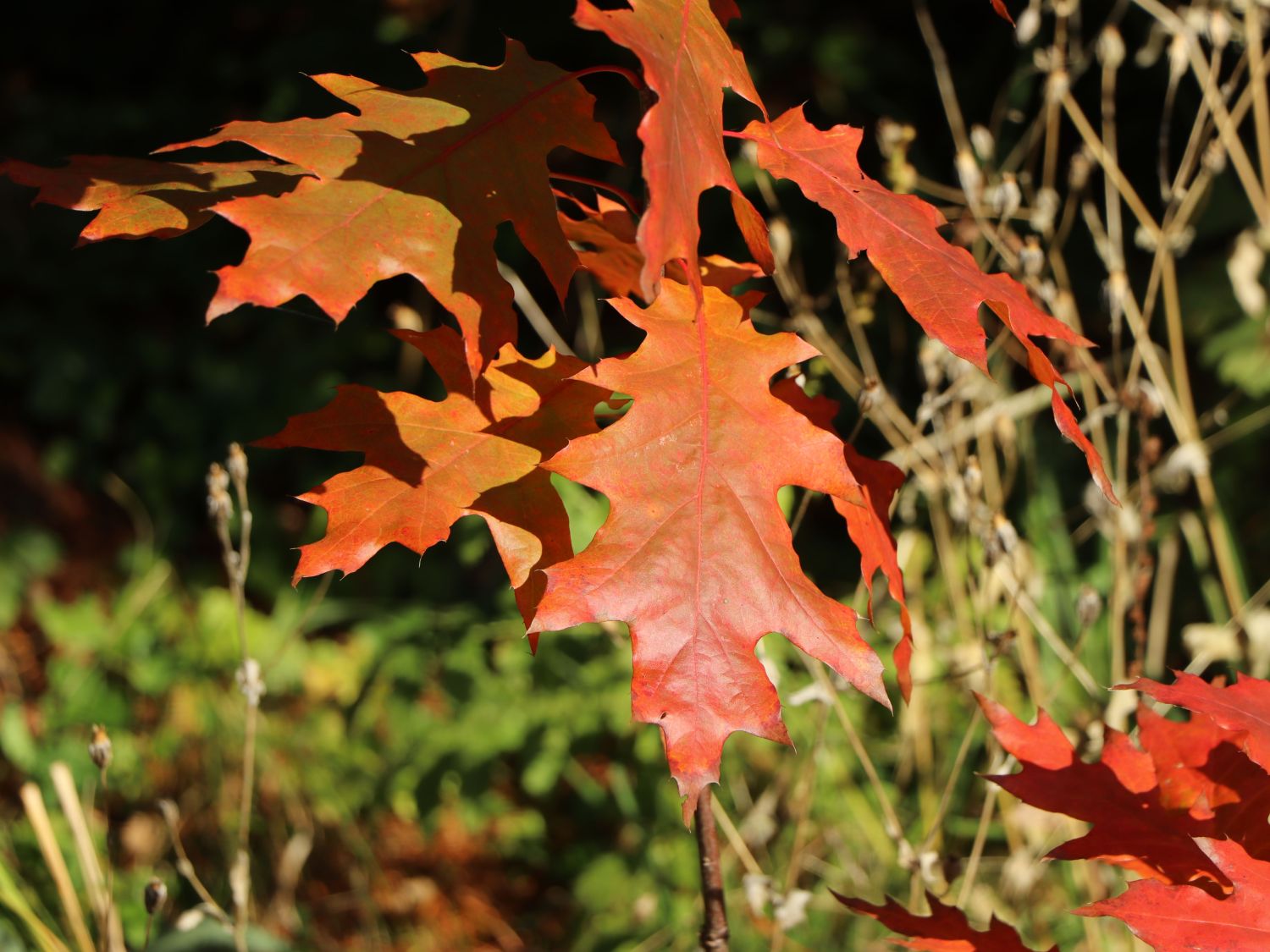 Nuttall-Eiche / Texas-Eiche 'New Madrid' - Quercus texana 'New Madrid'
