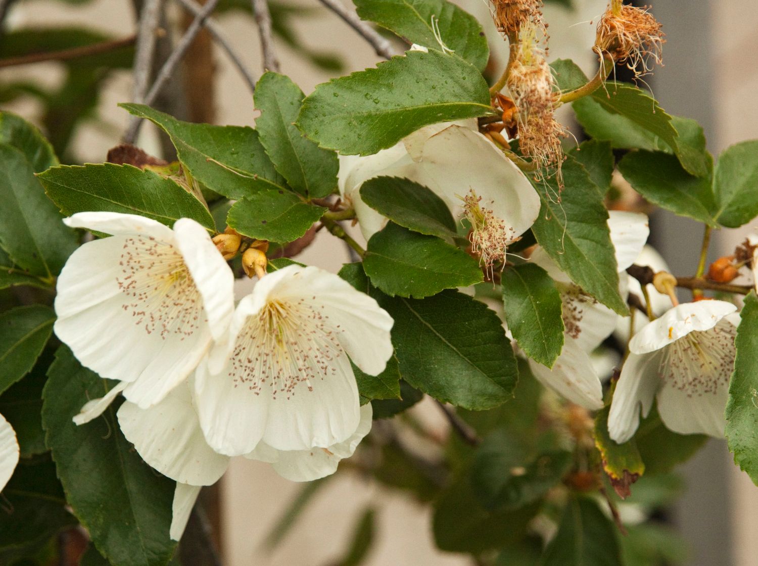 Cunoniagewächse (Cunoniaceae)