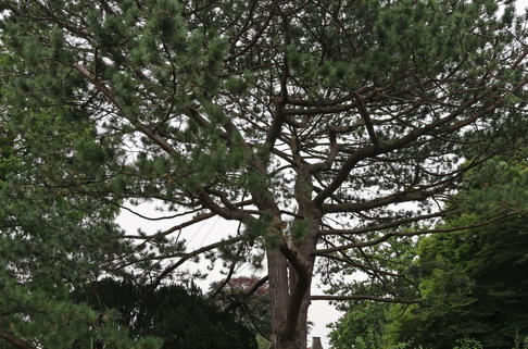 Österreichische Schwarz-Kiefer - Pinus nigra subsp. nigra