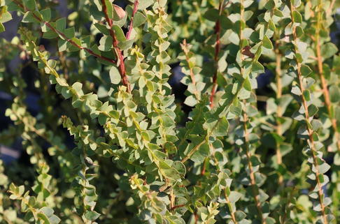 Ofen-Akazie - Acacia pravissima