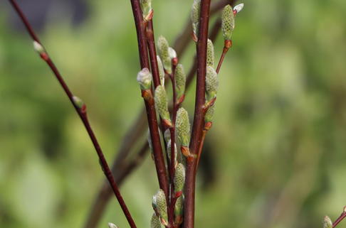 Ohrweide / Salbeiweide - Salix aurita