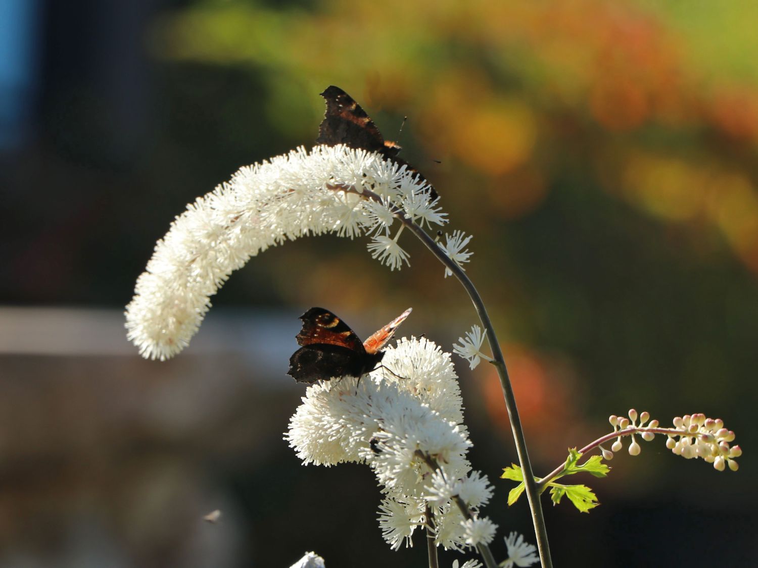 Oktober Silberkerze - Actaea simplex 'Armleuchter'