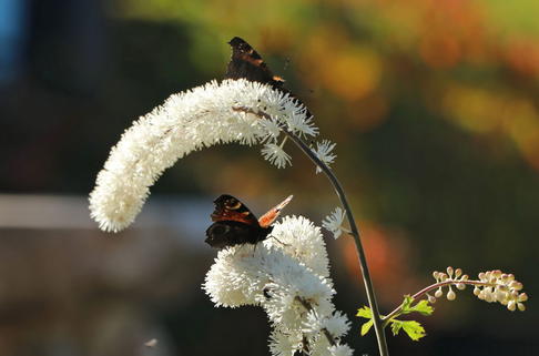 Oktober Silberkerze - Actaea simplex 'Armleuchter'