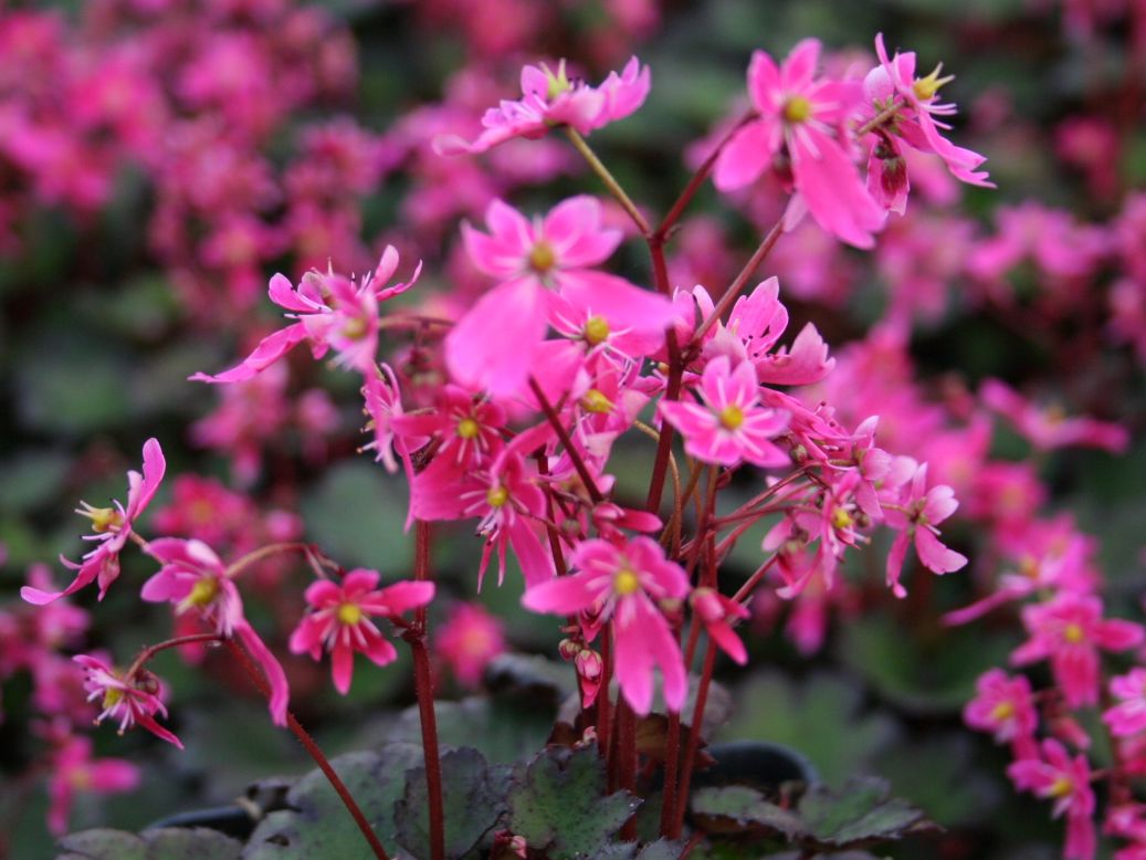 Oktober-Steinbrech 'Black Ruby'