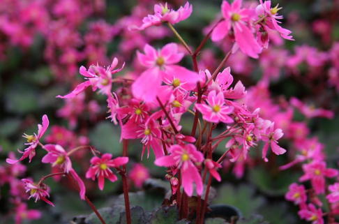 Oktober-Steinbrech 'Black Ruby' - Saxifraga cortusifolia var. fortunei 'Black Ruby'