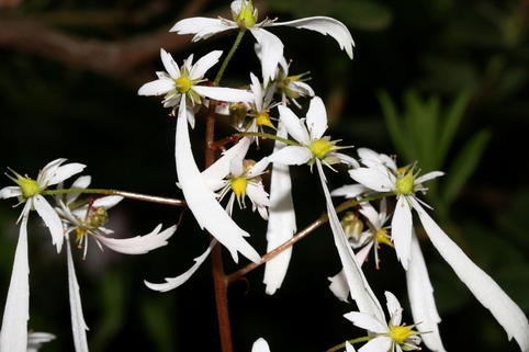 Oktober-Steinbrech - Saxifraga cortusifolia var. fortunei