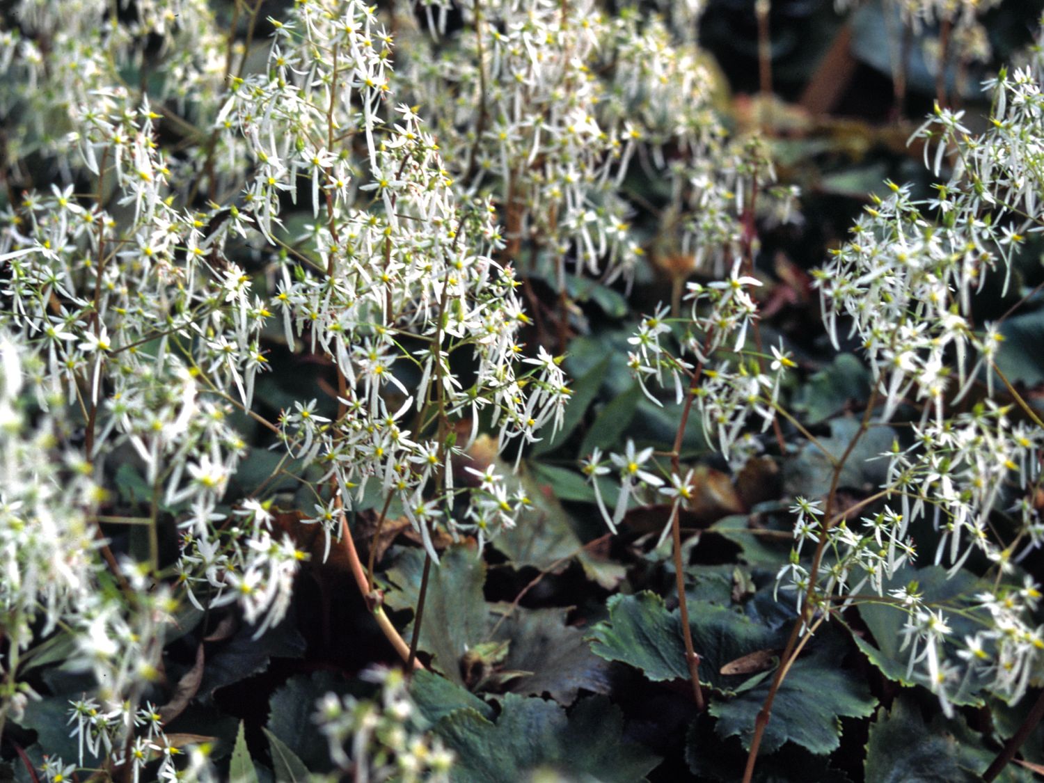Oktober-Steinbrech - Saxifraga cortusifolia var. fortunei
