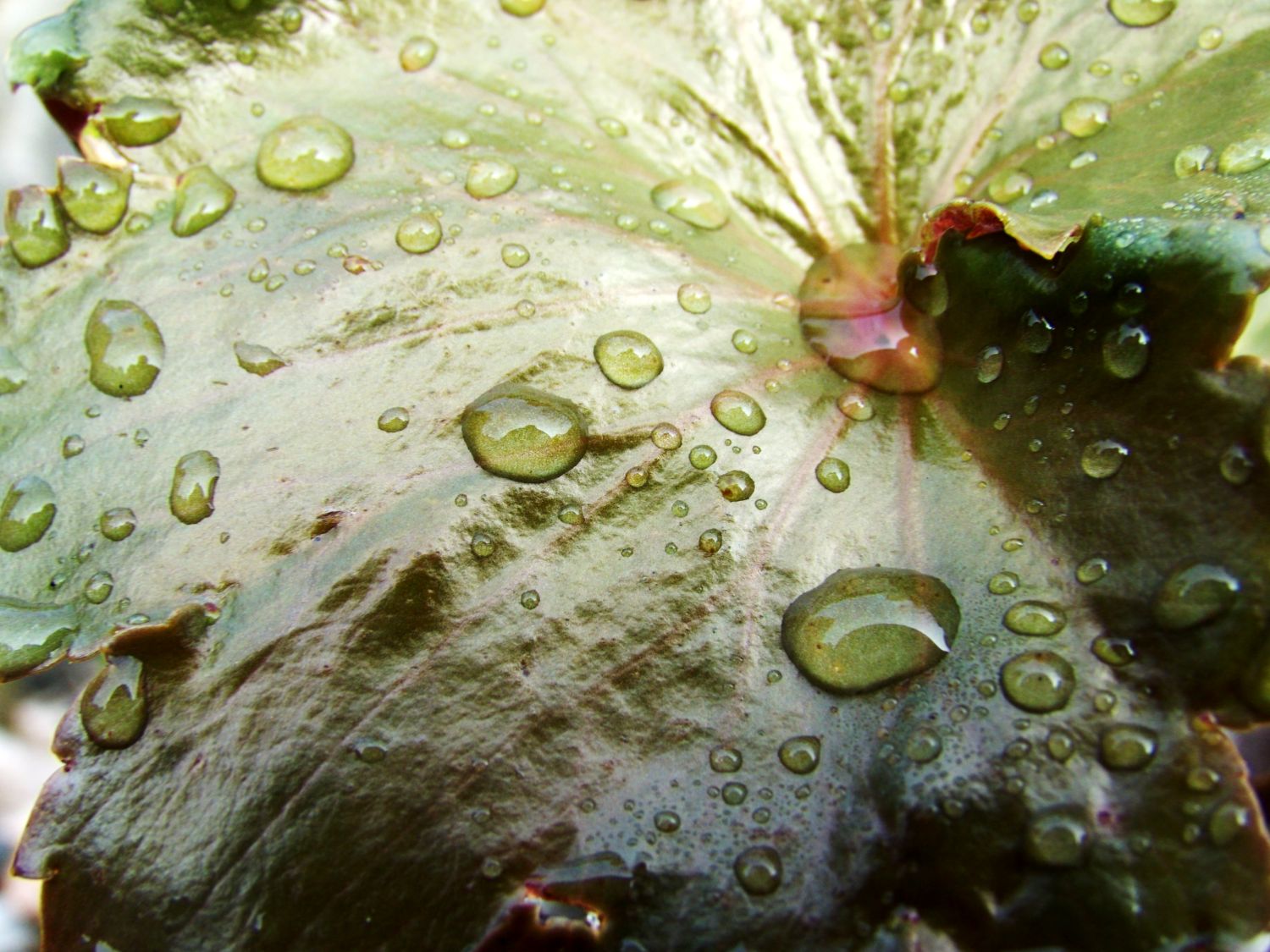 Oktober-Steinbrech - Saxifraga cortusifolia var. fortunei