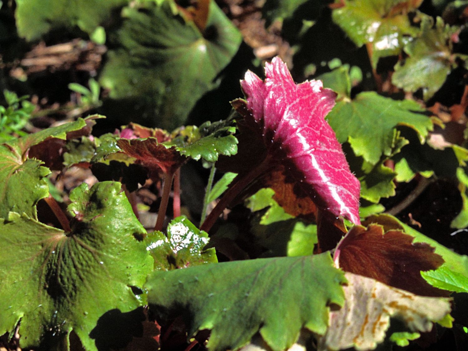 Oktober-Steinbrech - Saxifraga cortusifolia var. fortunei