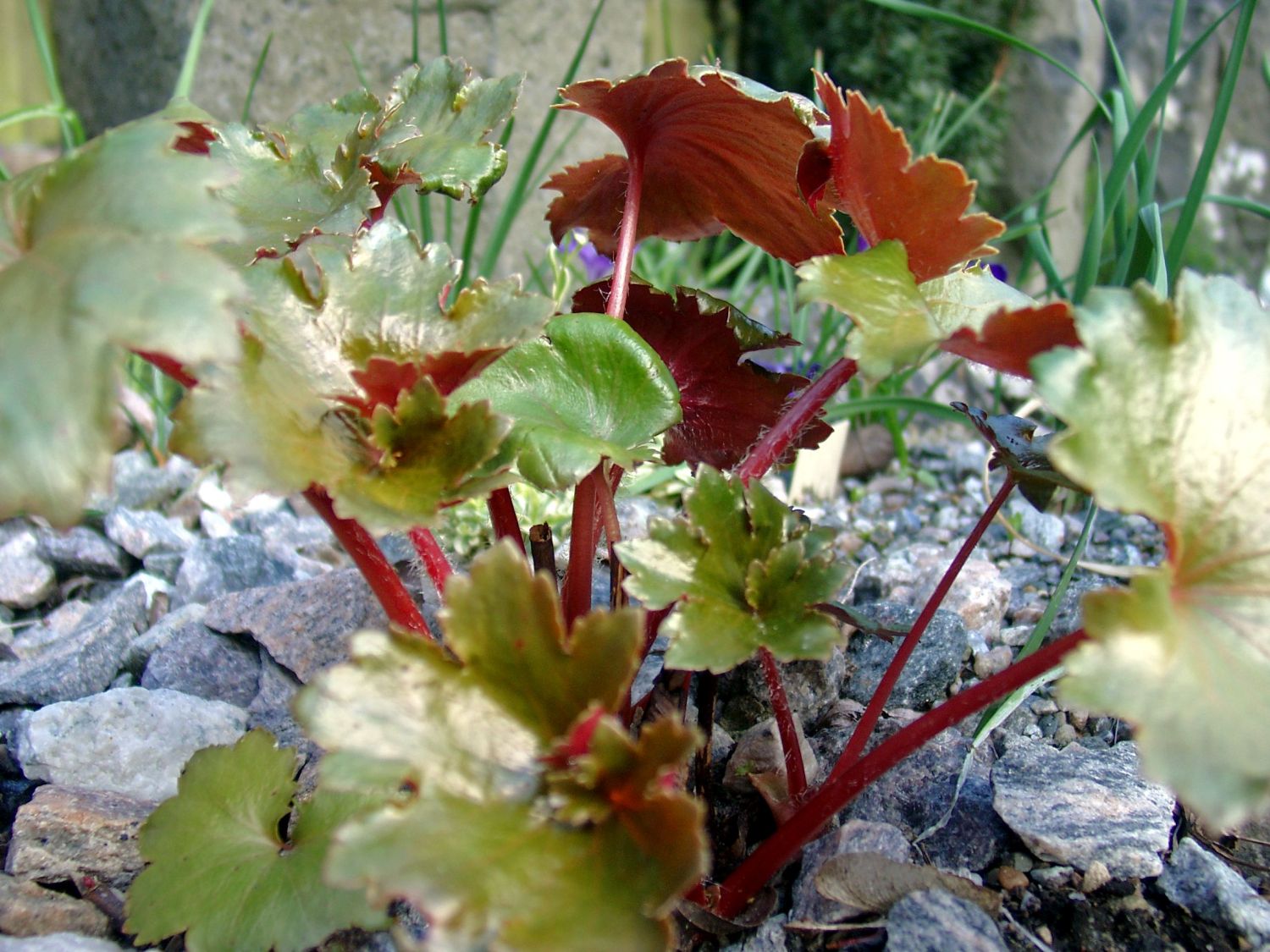 Oktober-Steinbrech - Saxifraga cortusifolia var. fortunei