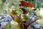 Oktober-Steinbrech - Saxifraga cortusifolia var. fortunei