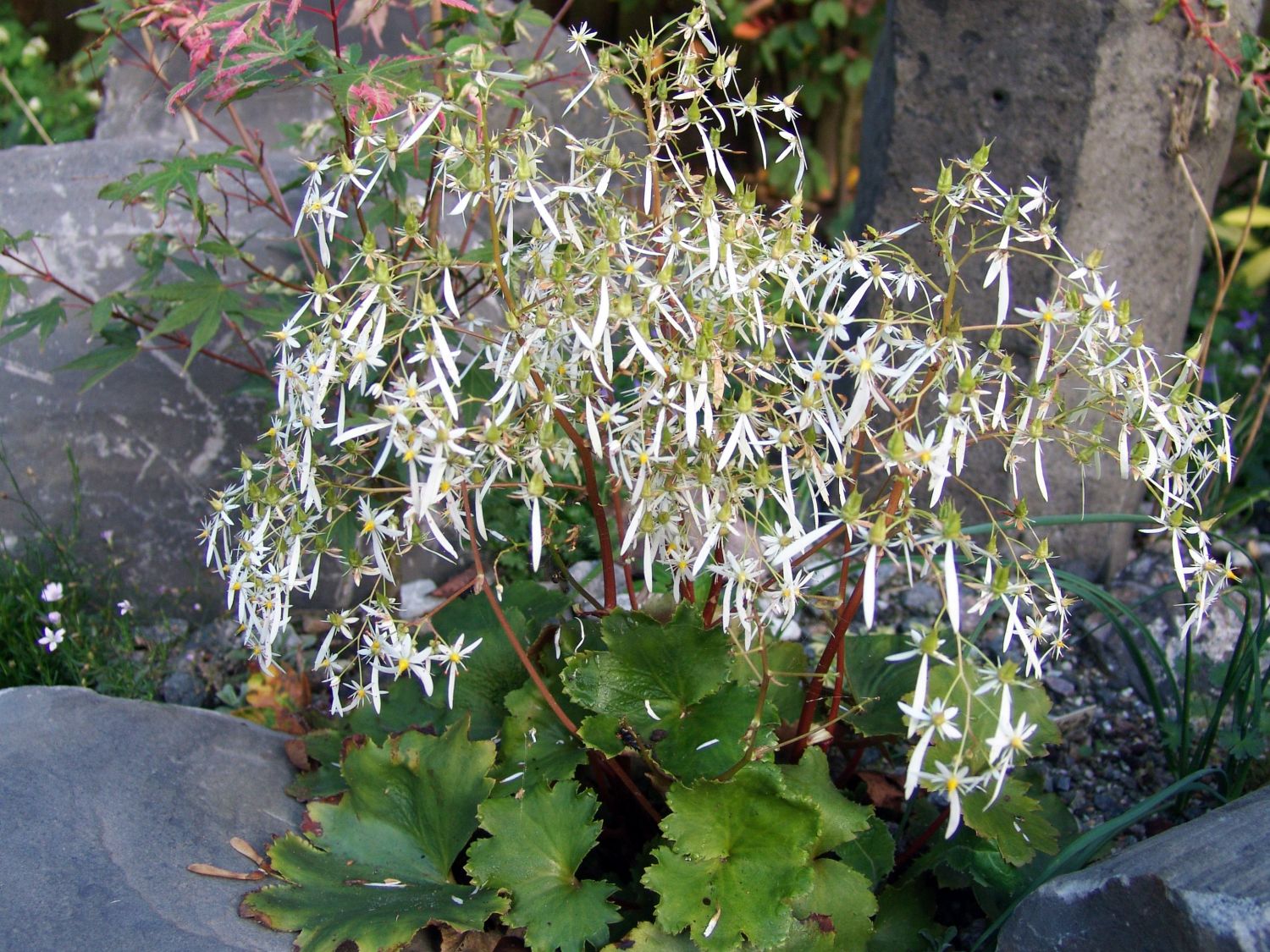 Oktober-Steinbrech - Saxifraga cortusifolia var. fortunei