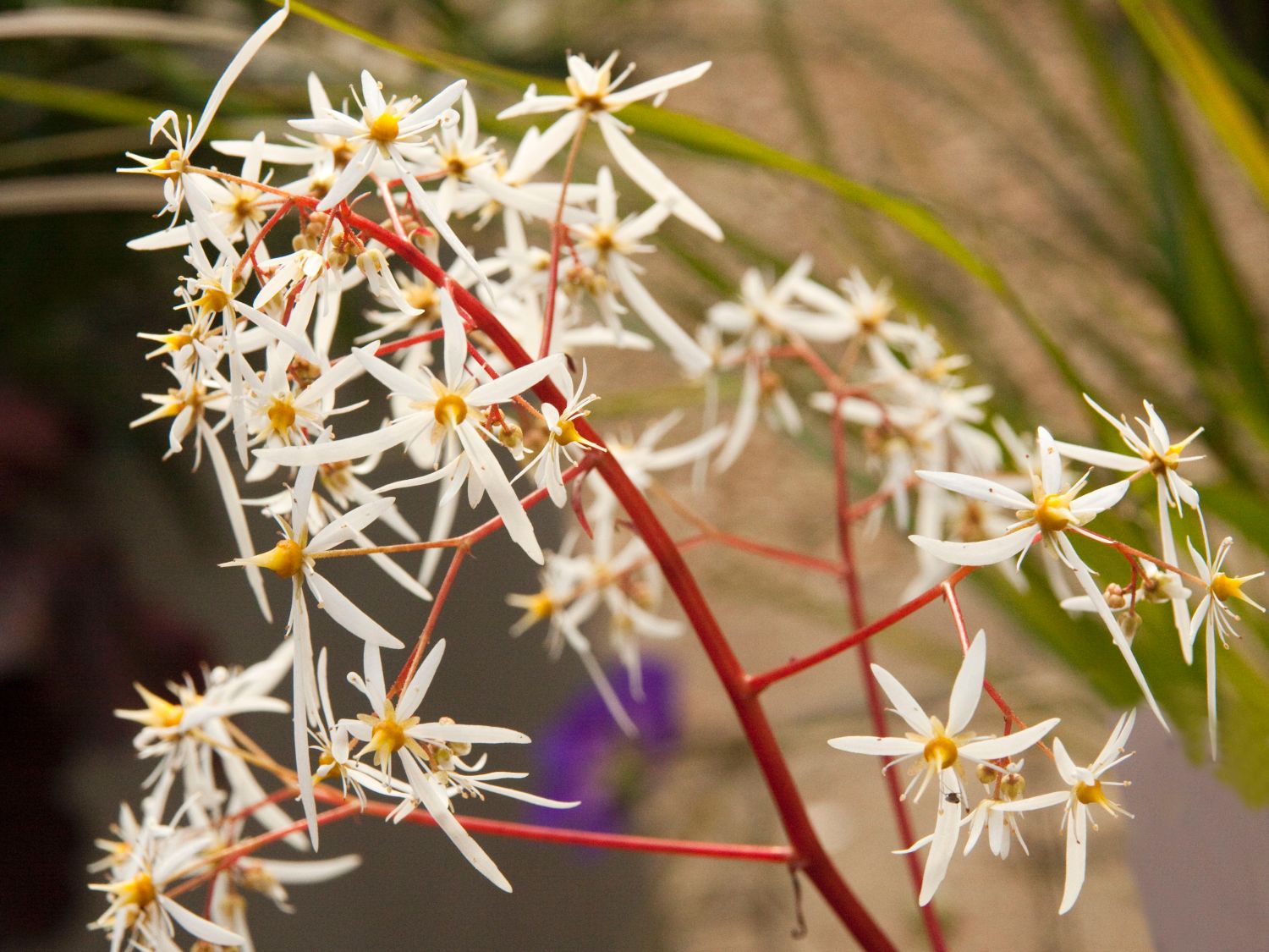 Oktober-Steinbrech - Saxifraga cortusifolia var. fortunei