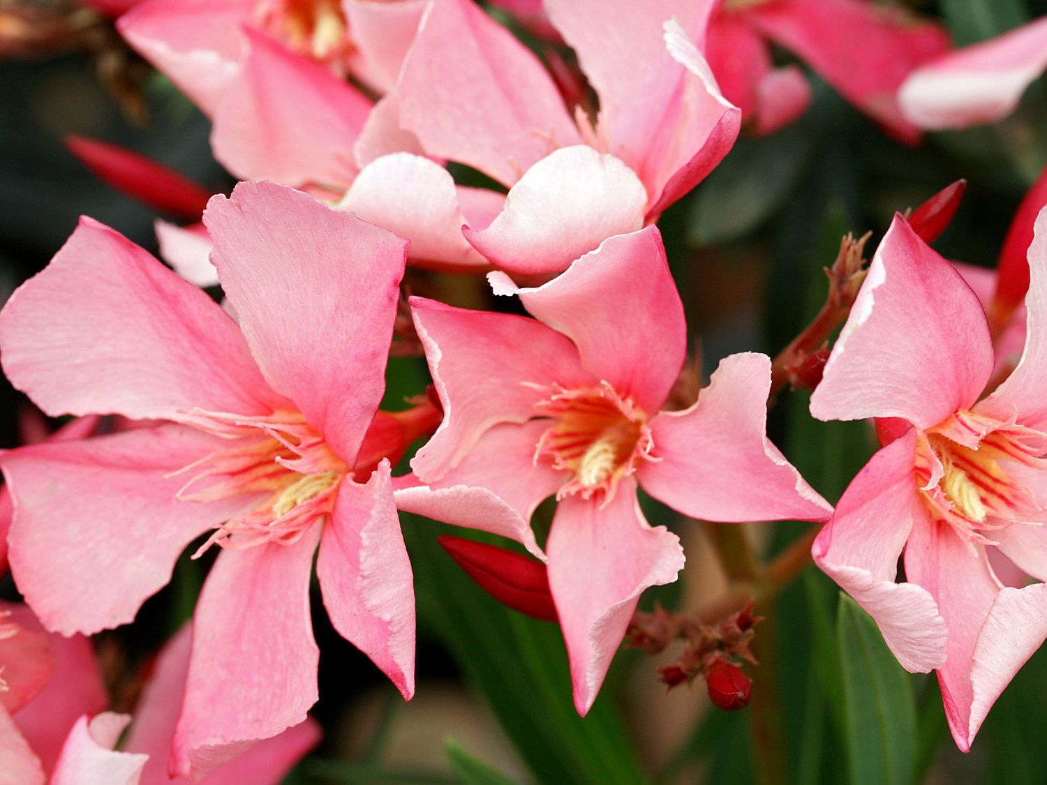 Oleander (Nerium)