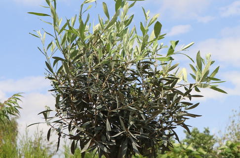 Olivenbaum - Olea europaea