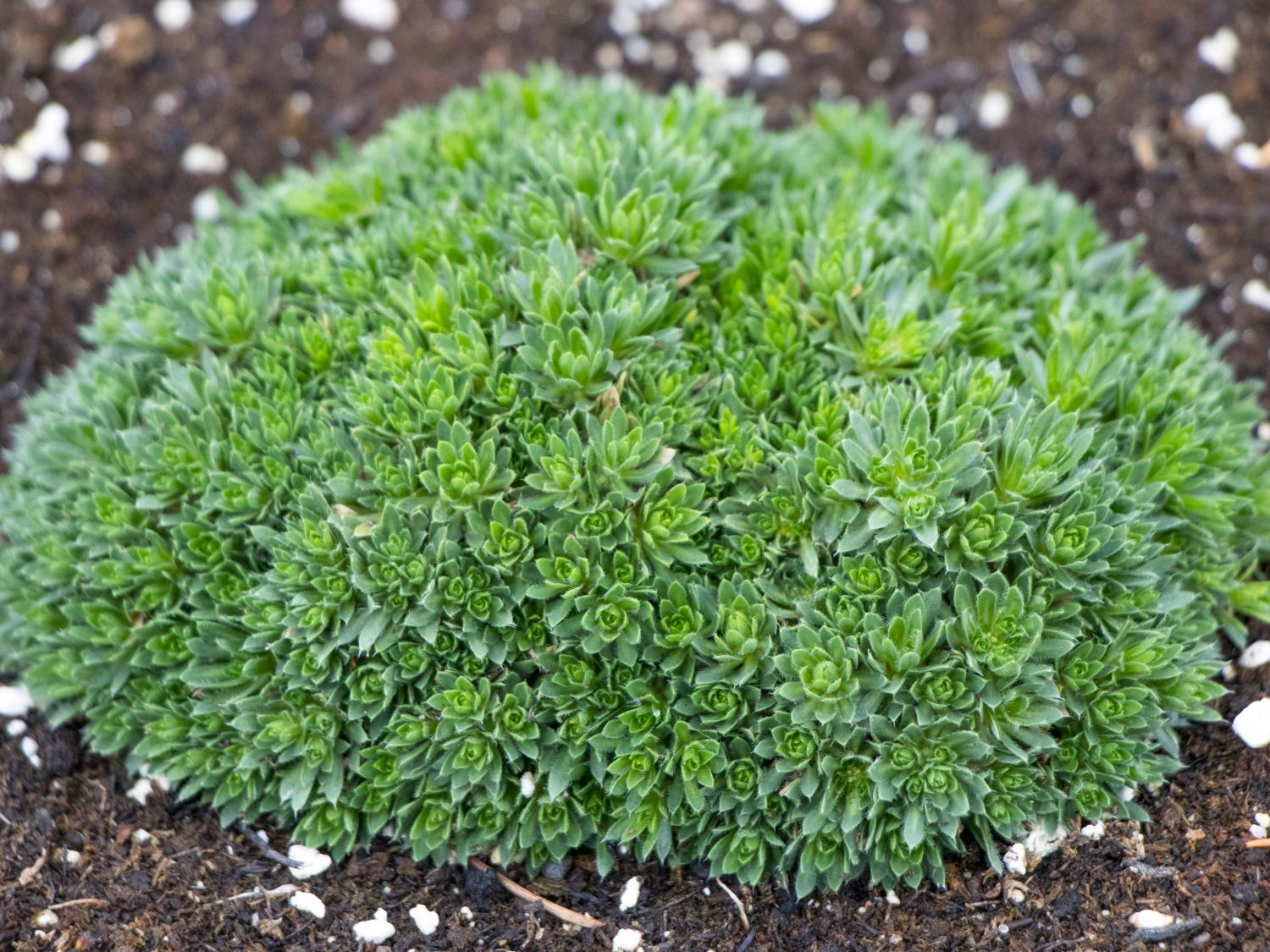 Felsenblümchen (Draba)